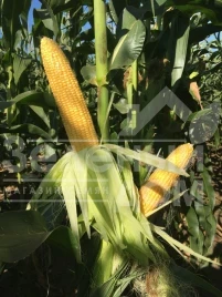 Семена кукурузы Оватона F1 / Ovatona F1,73 дня купить оптом и в розницу в Украине по выгодной цене