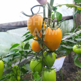 Насіння томатів Ремембе F1 / Remembe F1,100 днів купити оптом і в роздріб в Україні за вигідною ціною