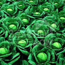 Семена капусты белокочанной Ринда F1 / Rinda F1,75-85 дней купить оптом и в розницу в Украине по выгодной цене