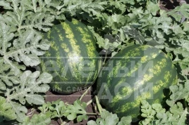 Семена арбуза Бархан F1 / Barkhan F1 купить оптом и в розницу в Украине по выгодной цене