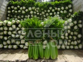 Семена сельдерея Танго / Tango,80 дней купить оптом и в розницу в Украине по выгодной цене