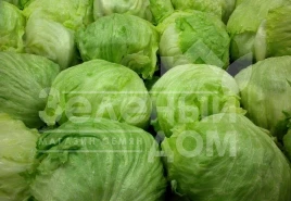 Семена салата Гондар F1 / Gondar F1 купить оптом и в розницу в Украине по выгодной цене