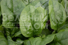 Насіння шпинату Кросстрек F1 / Krosstrek F1 купити оптом і в роздріб в Україні за вигідною ціною