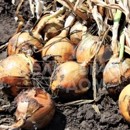 Лук репчатый Фундадор F1 / Fundador F1 купить оптом и в розницу в Украине по выгодной цене