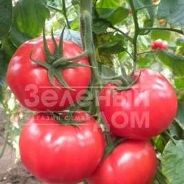 Семена томатов Азия F1 / Azia F1,100-110 дней купить оптом и в розницу в Украине по выгодной цене