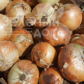 Цибуля ріпчаста Фоккер F1 / Fokker F1 купити оптом і в роздріб в Україні за вигідною ціною