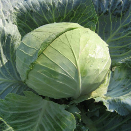 Насіння капусти білокачанної Наомі F1 / Naomi F1,80-85 днів купити оптом і в роздріб в Україні за вигідною ціною