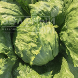 Насіння салату Неферін / Neferin купити оптом і в роздріб в Україні за вигідною ціною