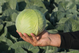 Насіння капусти білокачанної Калуга F1 / Kaluga F1,130 днів купити оптом і в роздріб в Україні за вигідною ціною