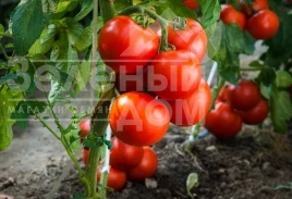 Семена томатов Ксения F1 / Kseniya F1, 82-88 дней купить оптом и в розницу в Украине по выгодной цене