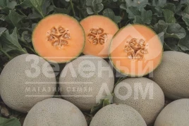 Семена дыни Карамеза F1 / Karameza F1 купить оптом и в розницу в Украине по выгодной цене