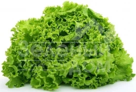 Семена салата Фристина / Fristina купить оптом и в розницу в Украине по выгодной цене