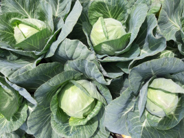 Насіння капусти білокачанної Ксена F1 / Ksena F1, 65-70 днів купити оптом і в роздріб в Україні за вигідною ціною