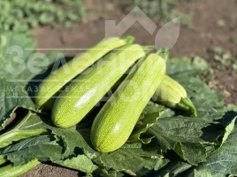 Семена кабачков Фенди F1 / Fendy F1 купить оптом и в розницу в Украине по выгодной цене
