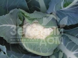 Семена капусты цветной Рауль F1 / Raul F1,85-95 дней купить оптом и в розницу в Украине по выгодной цене