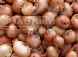 Цибуля ріпчаста Августа / Augusta,260-280 днів купити оптом і в роздріб в Україні за вигідною ціною