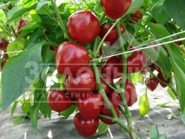 Семена сладкого перца Думас / Dumas купить оптом и в розницу в Украине по выгодной цене