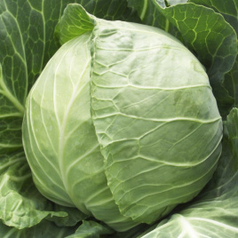 Насіння капусти білокачанної Копенгаген Маркет/ Copenhagen Market купити оптом і в роздріб в Україні за вигідною ціною