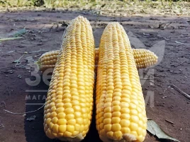 Семена кукурузы Шайнрок F1 / Shinerock F1,86 дней купить оптом и в розницу в Украине по выгодной цене