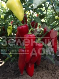 Семена сладкого перца Сакура / Sakura купить оптом и в розницу в Украине по выгодной цене