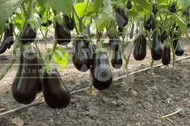 Насіння баклажанів Епік F1 / Epic F1,60-65 днів купити оптом і в роздріб в Україні за вигідною ціною