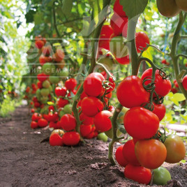 Насіння томатів Тайлер F1 / Tajler F1,95-100 днів купити оптом і в роздріб в Україні за вигідною ціною