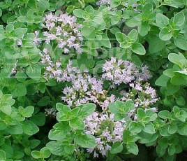 Насіння орегано Майоран / Mayoran  купити оптом і в роздріб в Україні за вигідною ціною