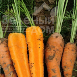 Насіння моркви Шантане Курода / Shantane Kuroda, 90-95 днів купити оптом і в роздріб в Україні за вигідною ціною