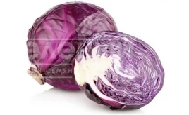 Семена капусты краснокочанной Сиври Баш / Sivri Bash купить оптом и в розницу в Украине по выгодной цене