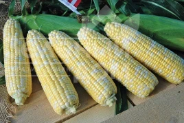 Кукуруза Камберленд F1 / Cumberland F1,76-77 дней купить оптом и в розницу в Украине по выгодной цене