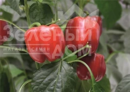 Семена сладкого перца Чайка F1 / Chayka F1, 70-75 дней купить оптом и в розницу в Украине по выгодной цене