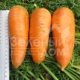 Семена моркови Болтекс / Boltex,110-120 дней купить оптом и в розницу в Украине по выгодной цене
