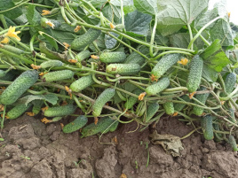 Насіння огірків Дієз F1 / Diyez F1 купити оптом і в роздріб в Україні за вигідною ціною