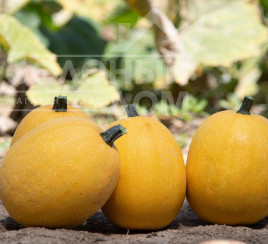 Насіння гарбуза Альденте F1 / Aldente F1  купити оптом і в роздріб в Україні за вигідною ціною