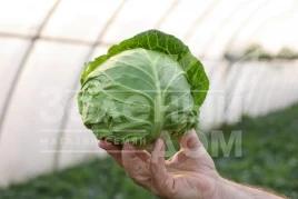 Семена капусты белокочанной Зариссима F1 / Zarissima F1,48-52 дней купить оптом и в розницу в Украине по выгодной цене