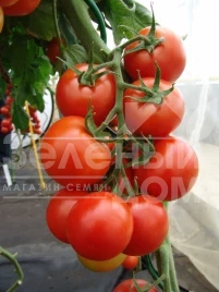 Семена томатов Педро F1 / Pedro F1 купить оптом и в розницу в Украине по выгодной цене