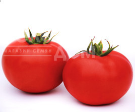 Насіння томатів Даруна F1 / Daruna F1,115 днів купити оптом і в роздріб в Україні за вигідною ціною