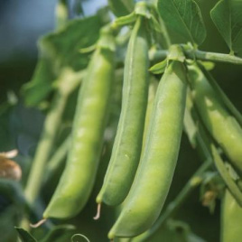 Насіння гороху Шугар Флеш / Sugar Flesh,70 днів купити оптом і в роздріб в Україні за вигідною ціною