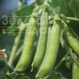 Насіння гороху Шугар Флеш / Sugar Flesh,70 днів купити оптом і в роздріб в Україні за вигідною ціною