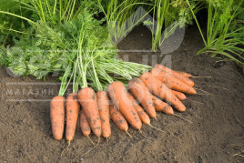 Насіння моркви Купар F1 / Cupar F1,135 дней купити оптом і в роздріб в Україні за вигідною ціною