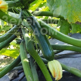 Семена кабачков Ноа F1 / Noa F1 купить оптом и в розницу в Украине по выгодной цене
