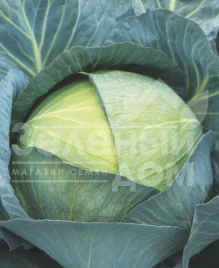 Семена капусты белокочанной Саксесор F1 / Saksesor F1,110-115 дней купить оптом и в розницу в Украине по выгодной цене