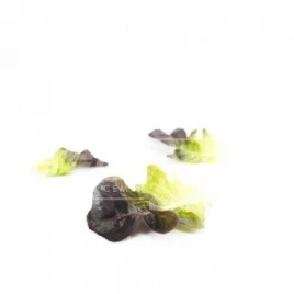 Семена салата Ксандра / Xandra купить оптом и в розницу в Украине по выгодной цене