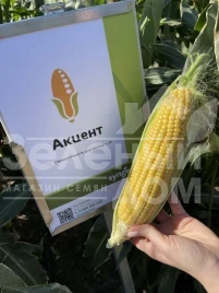 Семена кукурузы Акцент F1 / Accent F1,81 день купить оптом и в розницу в Украине по выгодной цене