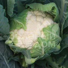 Семена капусты цветной Кларина F1 / Klarina F1,77-85 дней купить оптом и в розницу в Украине по выгодной цене