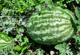 Насіння кавуна Квантум F1 / Kvantum F1 купити оптом і в роздріб в Україні за вигідною ціною