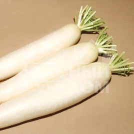 Семена редьки Титан / Titan,45-50 дней купить оптом и в розницу в Украине по выгодной цене