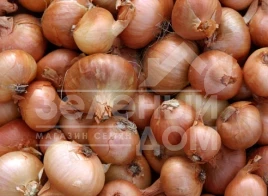 Лук репчатый Августа / Augusta,260-280 дней купить оптом и в розницу в Украине по выгодной цене