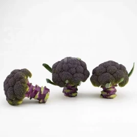 Семена капусты брокколи Пьорпл Меджик F1 / Purple Magic F1, 70-85 дней купить оптом и в розницу в Украине по выгодной цене