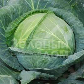 Семена капусты белокочанной Супер Колобок F1 / Super Kolobok F1 купить оптом и в розницу в Украине по выгодной цене